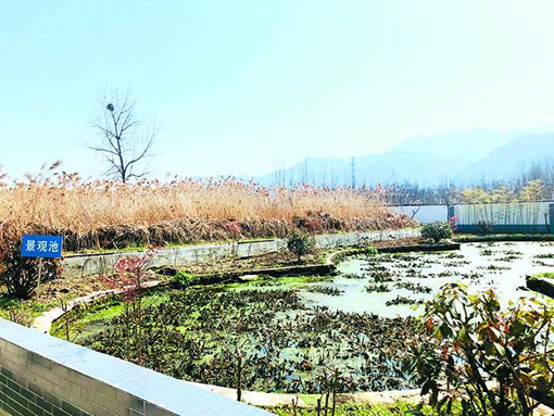 人工湿地