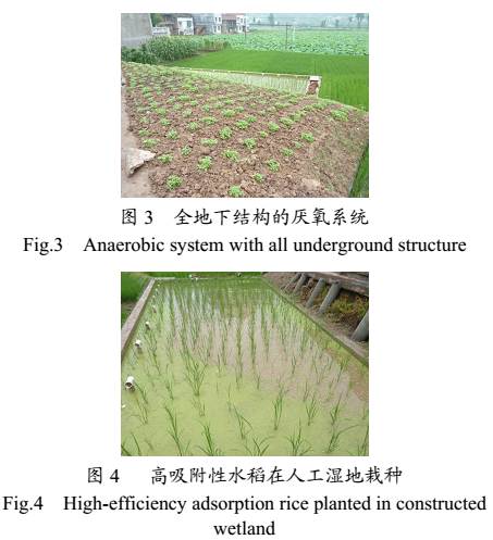 ACGMP生态农村污水处理系统应用